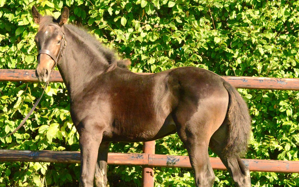 2023 Sport Horse Breeding of Great Britain (SHB (GB)) Mare Gradings | The highest placed foal was the filly Churchill’s Rose, who is by Gemini Stud stallion Churchill III out of the mare Templar Romance | An Eventful Life