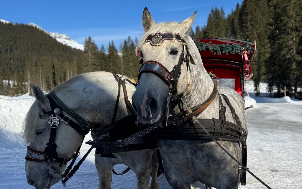 Horses in the snow | Tinney Eventing Update | An Eventful Life
