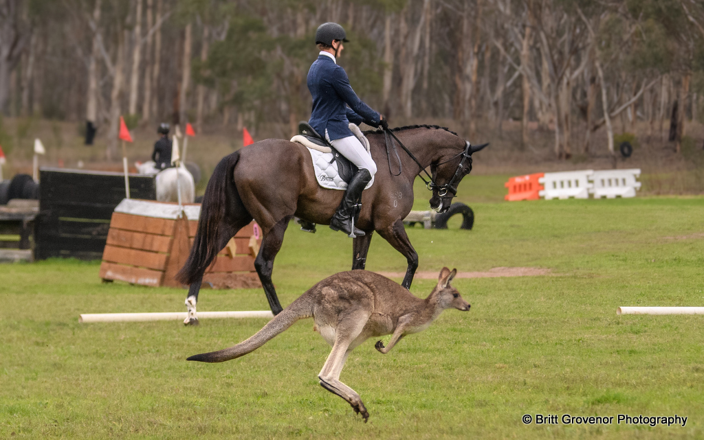 Charlie Richardson riding Yototsu were joined by kangaroos during the dressage at Denman Horse Trials (27 & 28 June 2026) but still lead the EvA95 A eventing | An Eventful Life