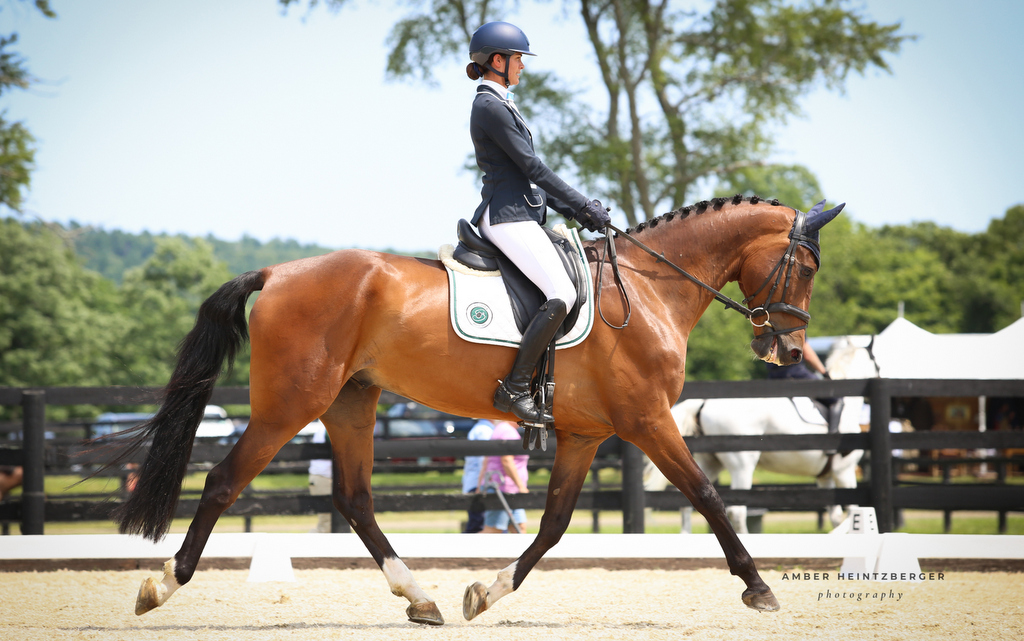 Australian eventing rider Hayley Frielick rides Dunedin LB Highlight in the Advanced eventing at 2026 Millbrook Horse Trials (USA) | An Eventful Life