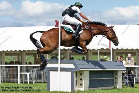 12-Barb-IRL-Sam_Watson-Horseware_Bushman.jpg