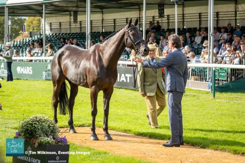 Dan Jocelyn presents Blackthorn Cruise for the CCI5* eventing first horse inspection at Defender Burghley Horse Trials 2024 | An Eventful Life