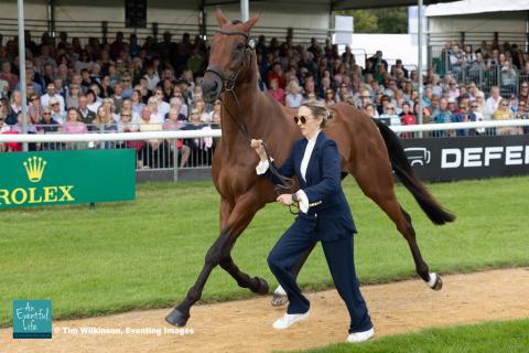 Lauren Innes presents Global Fision M for the CCI5* eventing first horse inspection at Defender Burghley Horse Trials 2024 | An Eventful Life
