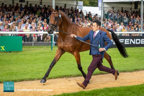 Ryuzo Kitajima presents Feroza Nieuwmoed for the CCI5* eventing first horse inspection at Defender Burghley Horse Trials 2024 | An Eventful Life