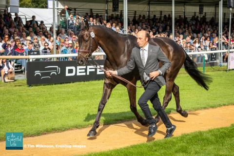 Tim Price presents Viscount Viktor for the CCI5* eventing first horse inspection at Defender Burghley Horse Trials 2024 | An Eventful Life