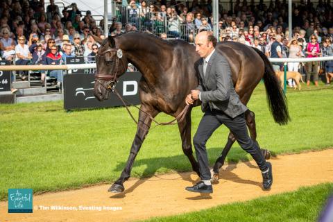 Tim Price presents Vitali for the CCI5* eventing first horse inspection at Defender Burghley Horse Trials 2024 | An Eventful Life