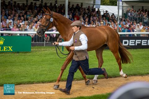Tom McEwen presents CHF Cooliser for the CCI5* eventing first horse inspection at Defender Burghley Horse Trials 2024 | An Eventful Life