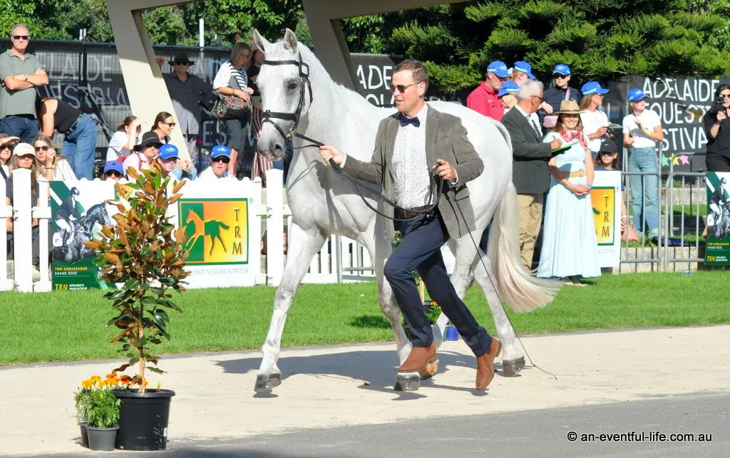 26-Adelaide-Thurs-5Star-trot-up (178).JPG